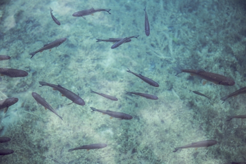 Fish